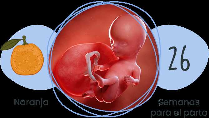 Desarrollo y características de un bebé de 14 semanas en el vientre