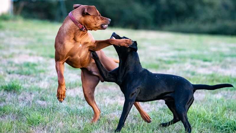 Comprender la agresividad canina