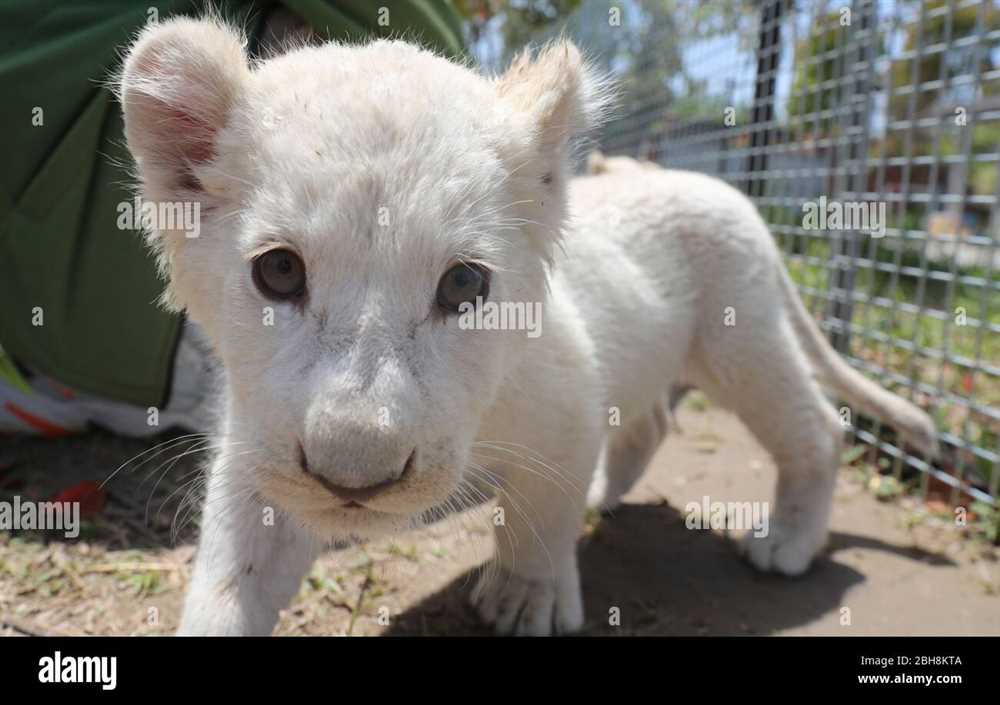 ¿Cuánto cuesta un león blanco bebé? - Precios y Consideraciones