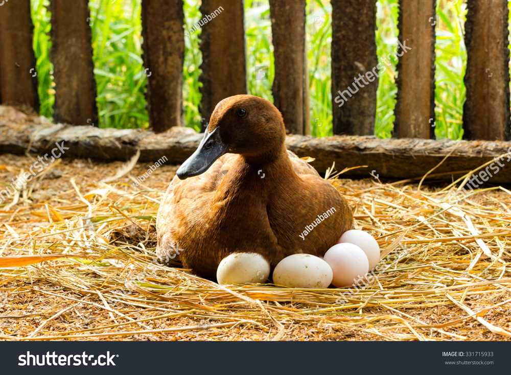 Fotos de huevos de pato