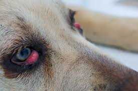 Gotas para ojos irritados perros